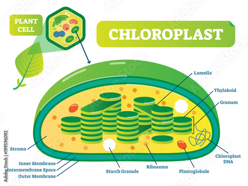 Plant Chloroplast chemical biology vector illustration cross section diagram.