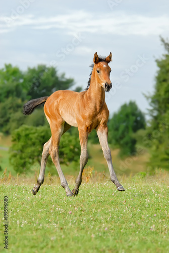  Trakehner colt foal, 6 weeks old, at a trot in a field, Germany 