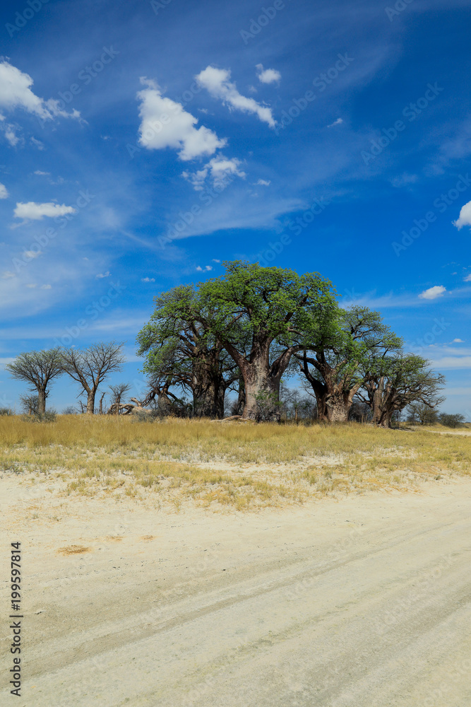 Giant Baobabs in the African Desert, Botswana