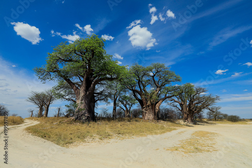 The island the Baobab  the African Paradise