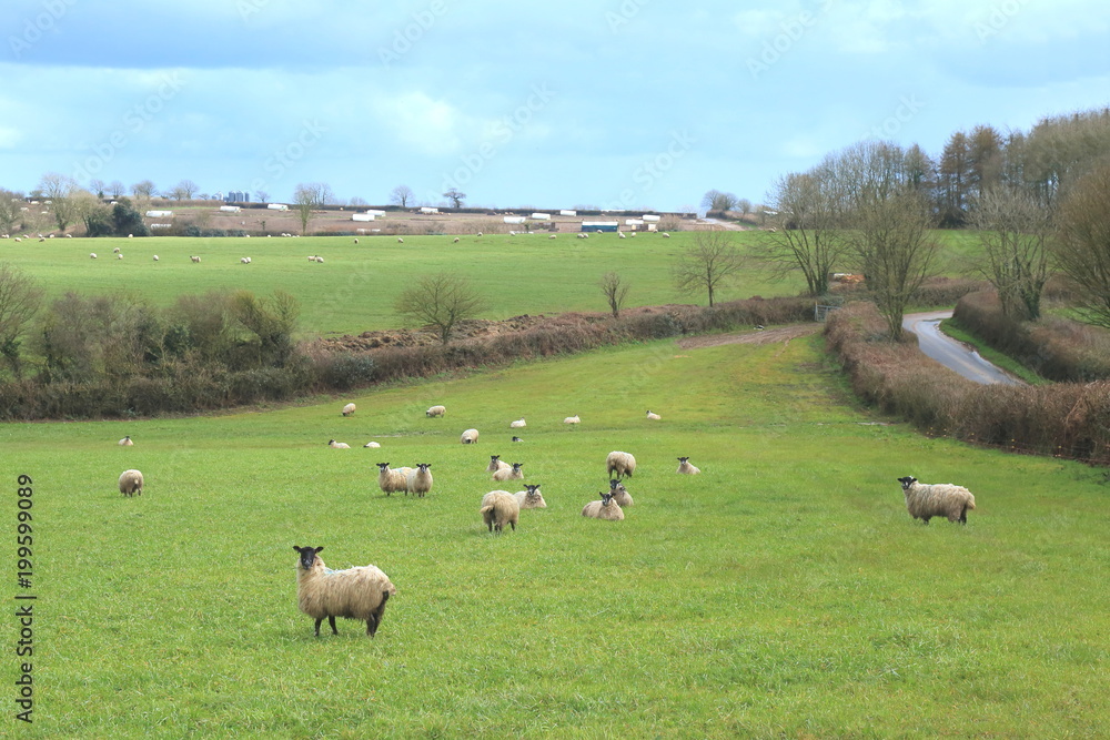 Obraz premium Flock of sheep on a farmland in East Devon