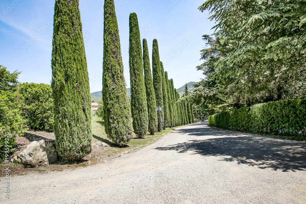 summer road in tuscany 