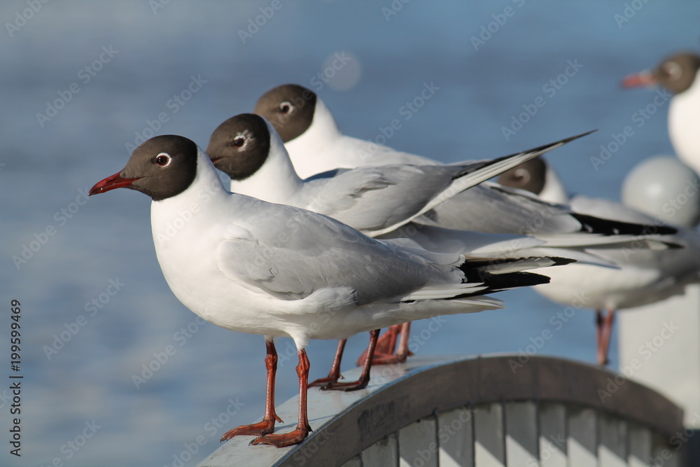Fototapeta premium Black-headed gulls (Chroicocephalus ridibundus) in adult summer plumage