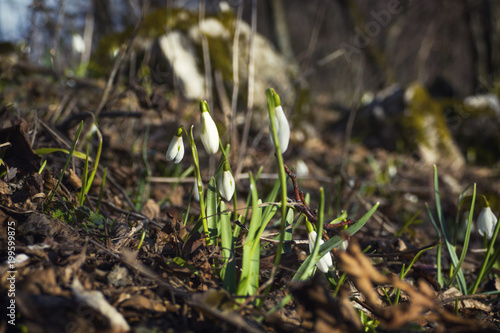 Close up of snowdrops in springtime with sunglight in dark forest. a lot of beutiful snowdrops at sunset and white sloping heads