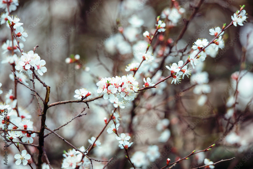 Blooming fruit tree in the garden. Blooming fruit tree in the garden.