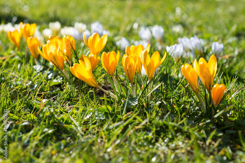 Yellow crocuses grow in the park in the spring