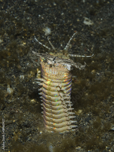 Bobbit Wurm in schwarzem Sand