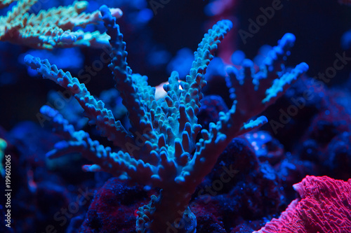 Corals in a marine aquarium.