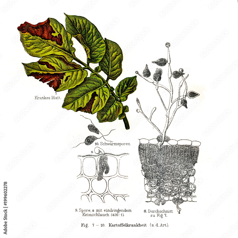 Late blight in potatoes (from Meyers Lexikon, 1896, 13/790/791)