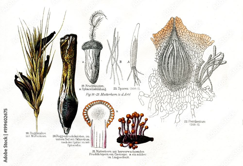 Various stages in the life cycle of fungus Claviceps purpurea (from ...