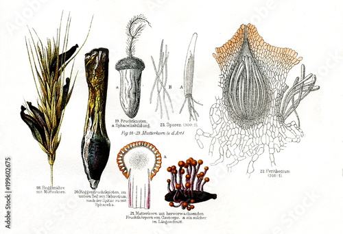 Various stages in the life cycle of fungus Claviceps purpurea (from Meyers Lexikon, 1896, 13/790/791) photo