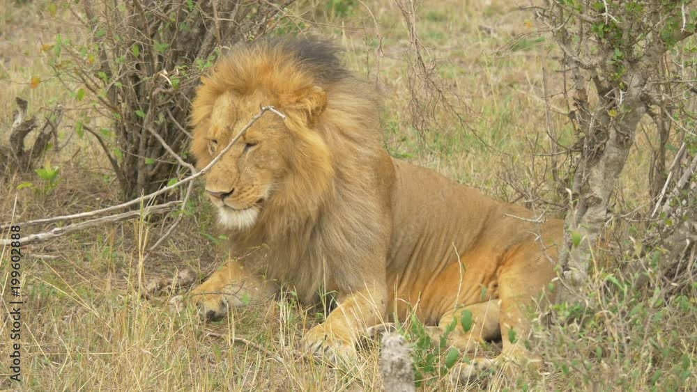 Lion lying near bushes and coughing