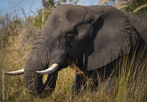 Elephant in the river Okavango delta in Botswana, Africa