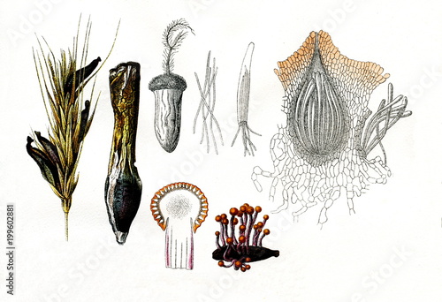 Various stages in the life cycle of fungus Claviceps purpurea (from Meyers Lexikon, 1896, 13/790/791)