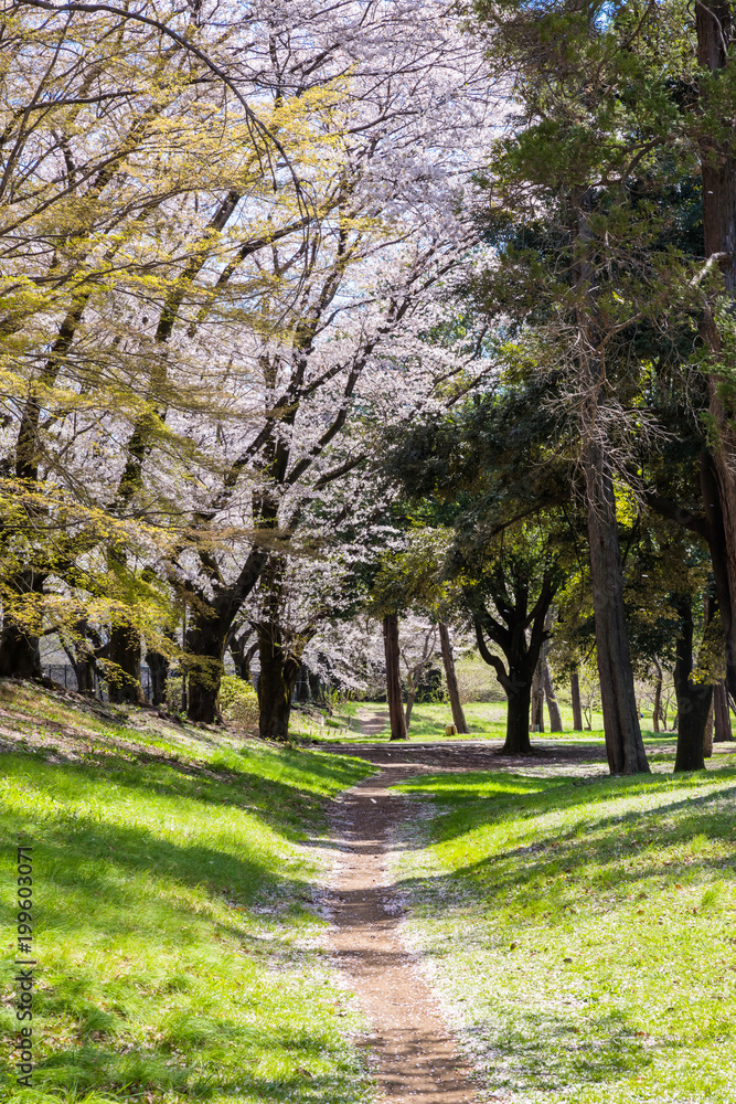 東京武蔵野 桜咲く野川公園の風景