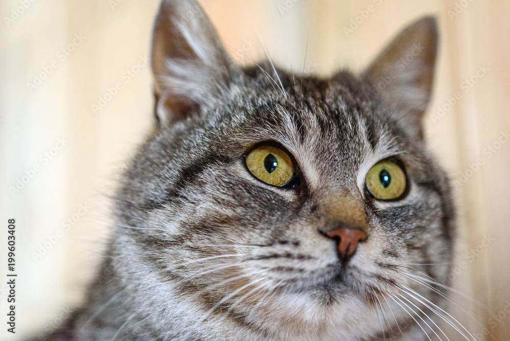 portrait of a gray cat on a wooden background. portrait of a gray cat on a wooden background.