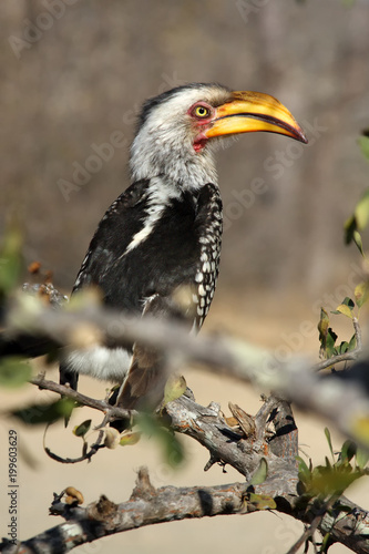The southern yellow-billed hornbill  Tockus leucomelas  sitting in the bush. Portrait of the hornbill.