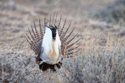 Sage Grouse