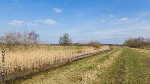 Panorama with reed fields along a dike near Amersfoort in the Netherlands