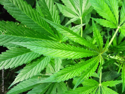 Fototapeta Naklejka Na Ścianę i Meble -  Bright green cannabis (hemp) leaves, upper part of the bush, close-up