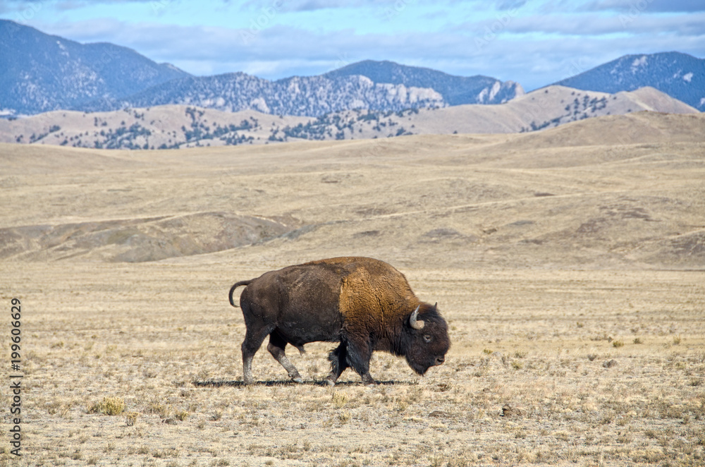 One Bison