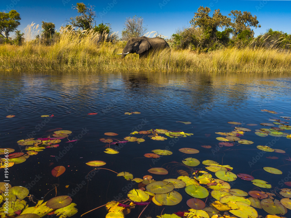 Obraz premium Elephant in the river Okavango delta in Botswana, Africa
