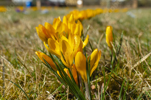 Curved row of yellow blossoms of crocuses (Colchicum autumnale) on a meadow in the sunshine