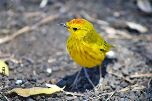 Finch in the Galapagos Islands photo