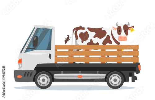 farmers car truck carrying  cow