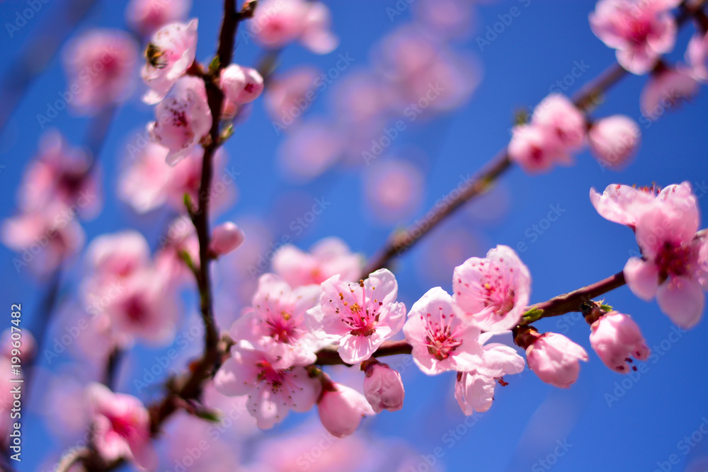 cherry tree blossom