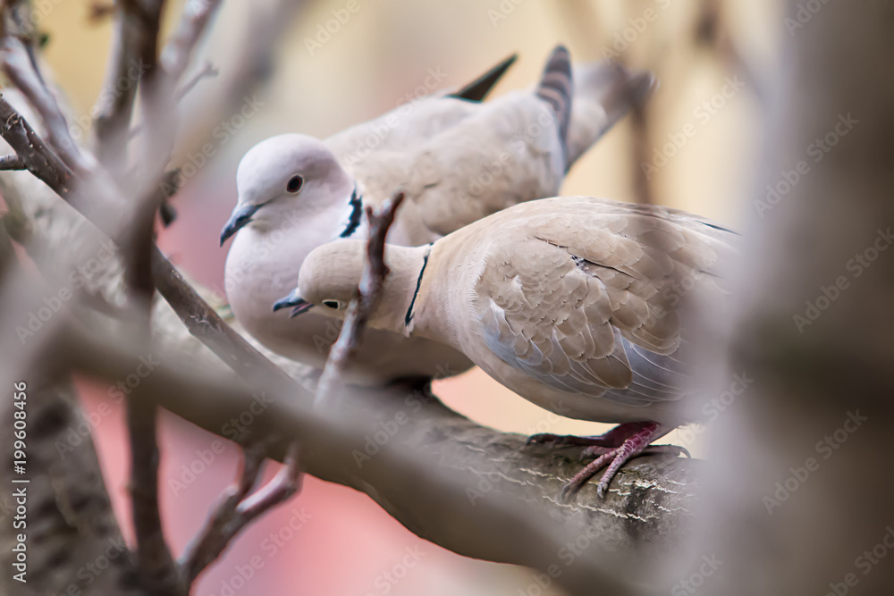 Fototapeta premium Lovely turtle dove - elegant and beautiful