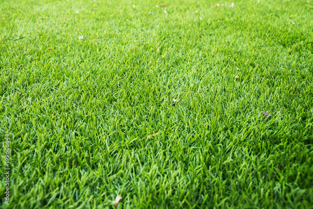 Green grass texture backgroun. Selective focus. Green grass texture backgroun. Selective focus.