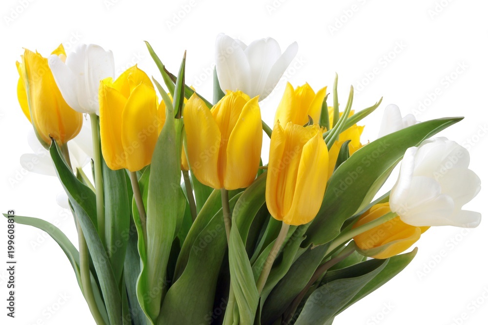 posy of white and yellow tulips close up