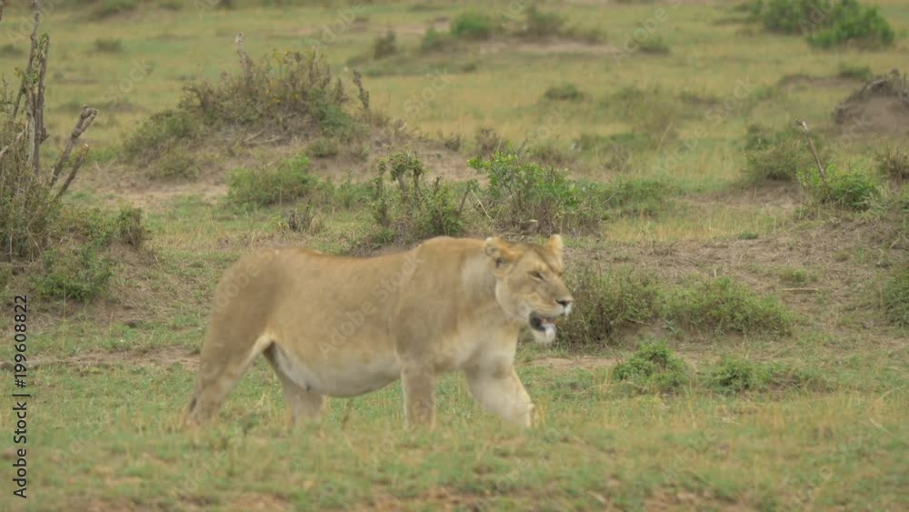 Pregnant lioness walking on Maasai Mara plains Pregnant lioness walking on Maasai Mara plains