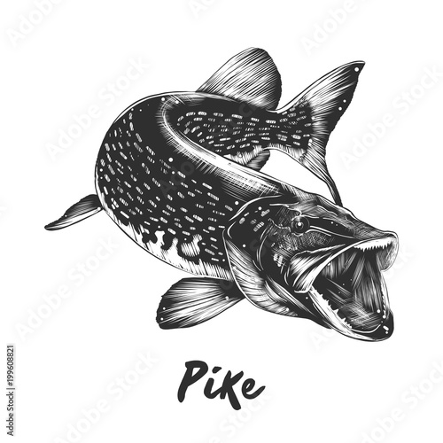 Vector engraved style illustration for posters, decoration and print. Hand drawn sketch of pike in monochrome isolated on white background. Detailed vintage woodcut style drawing.