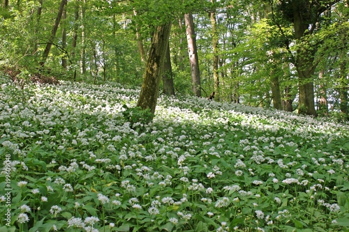 Blühender Bärlauch (Allium ursinum) im Wald 