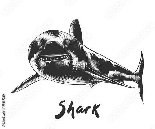 Vector engraved style illustration for posters, decoration and print. Hand drawn sketch of shark in monochrome isolated on white background. Detailed vintage woodcut style drawing.