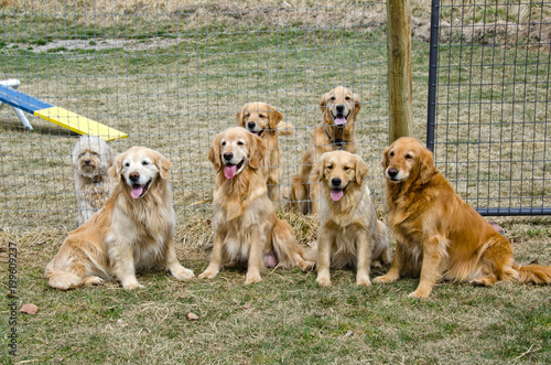 Six Golden Retrievers and One Friend Sit Together