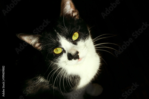 Fototapeta Naklejka Na Ścianę i Meble -  Cropped Shot Of A Black Cat Looking At Camera on Black Background.Close-Up Portrait of A Black Cat. Tuxedo Cat  over Black Background.