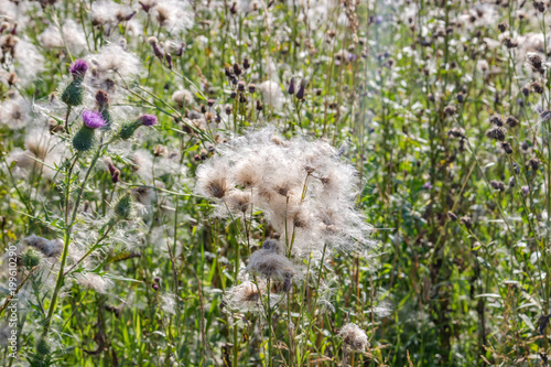 Cirsium vulgare (also known as spear thistle, bull thistle, or common thistle) photo