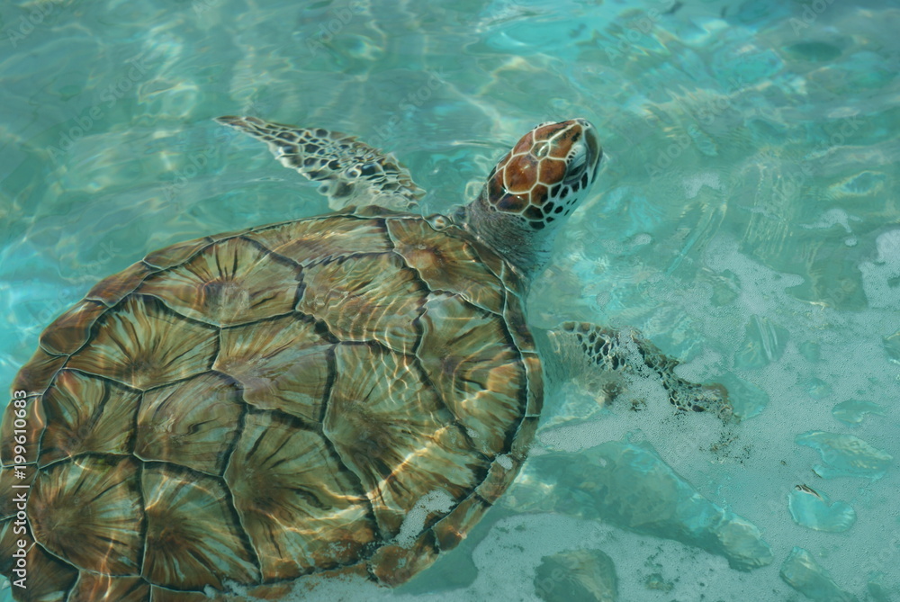 Obraz premium Sea Turtle