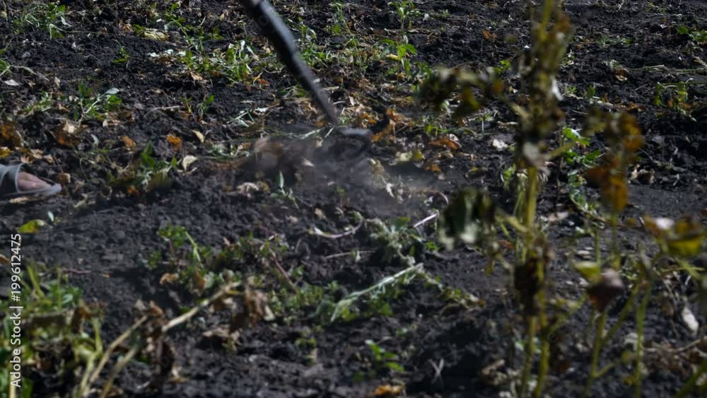 Close-up, Weed Weeding on Ogorod with Hoes Close-up, Weed Weeding on Ogorod with Hoes