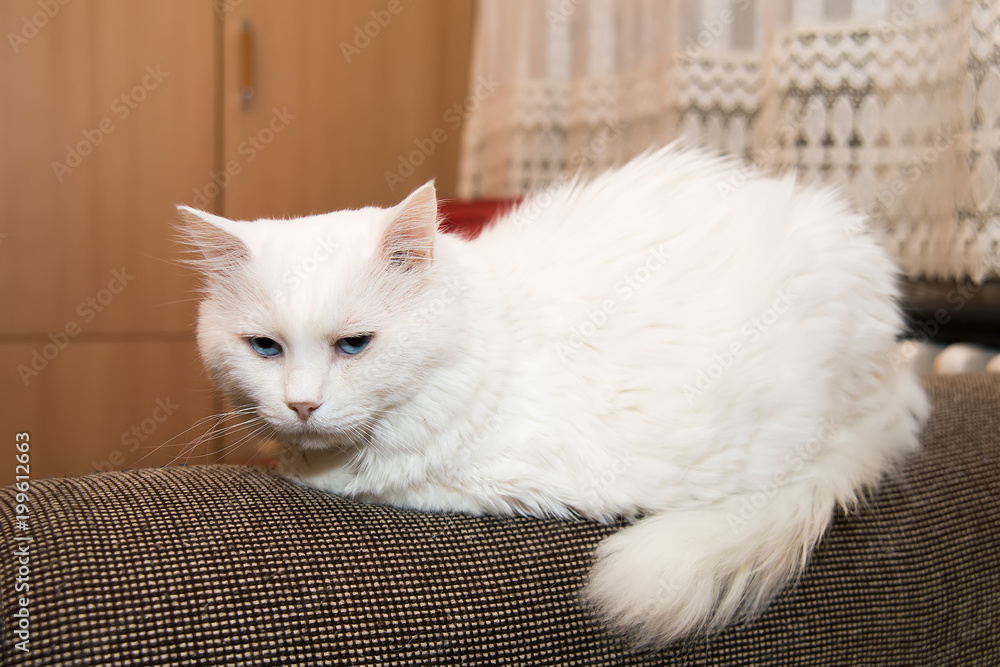 Fototapeta premium Portrait of Siberian kitten