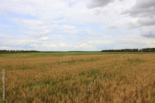 field near Krolevets