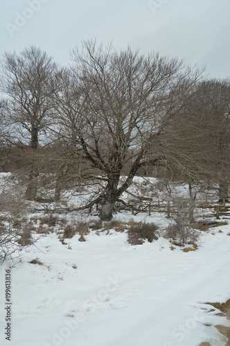 Beech Forest Completely Snowy On The Way To The Nervion River Jump One Of The Highest Waterfalls In Europe. Landscapes Nature Rivers Snow. March 23, 2018. Berberana Burgos Castilla-Leon Spain.