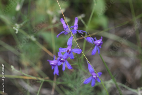 Field flowers