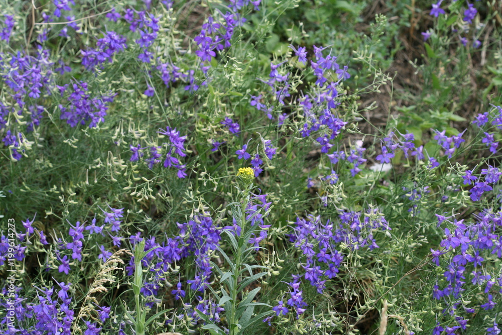 Field flowers Field flowers