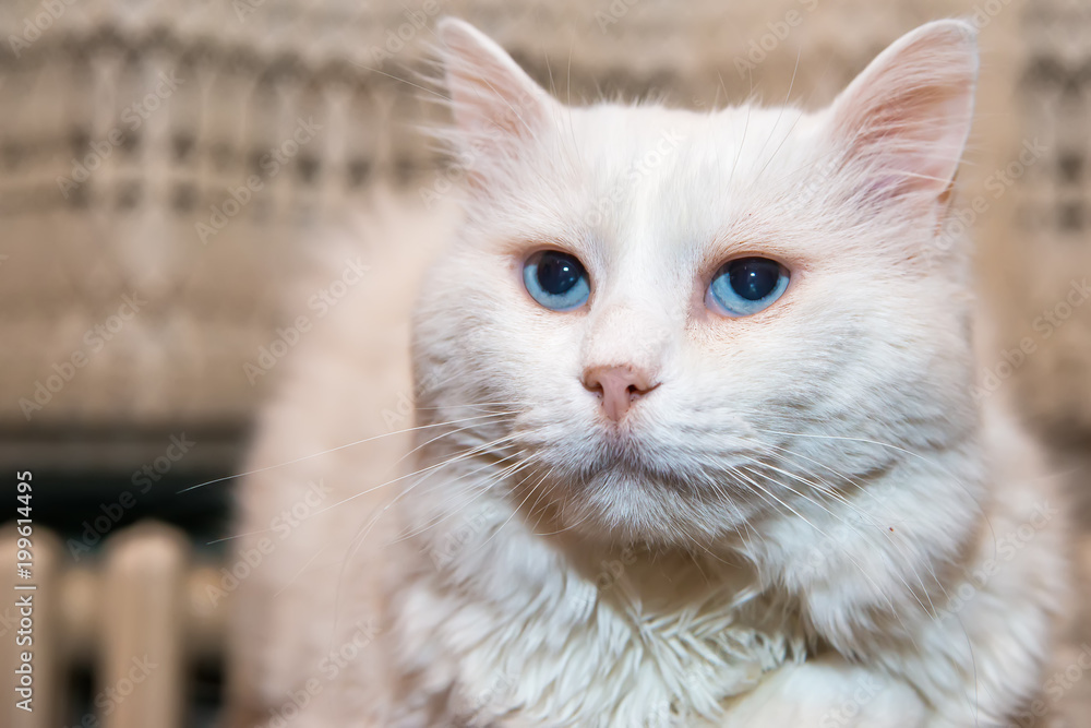 Naklejka premium Portrait of Siberian kitten