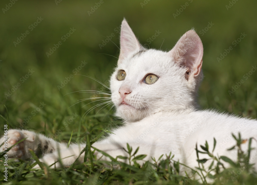 Cute white kitten looking in the grass