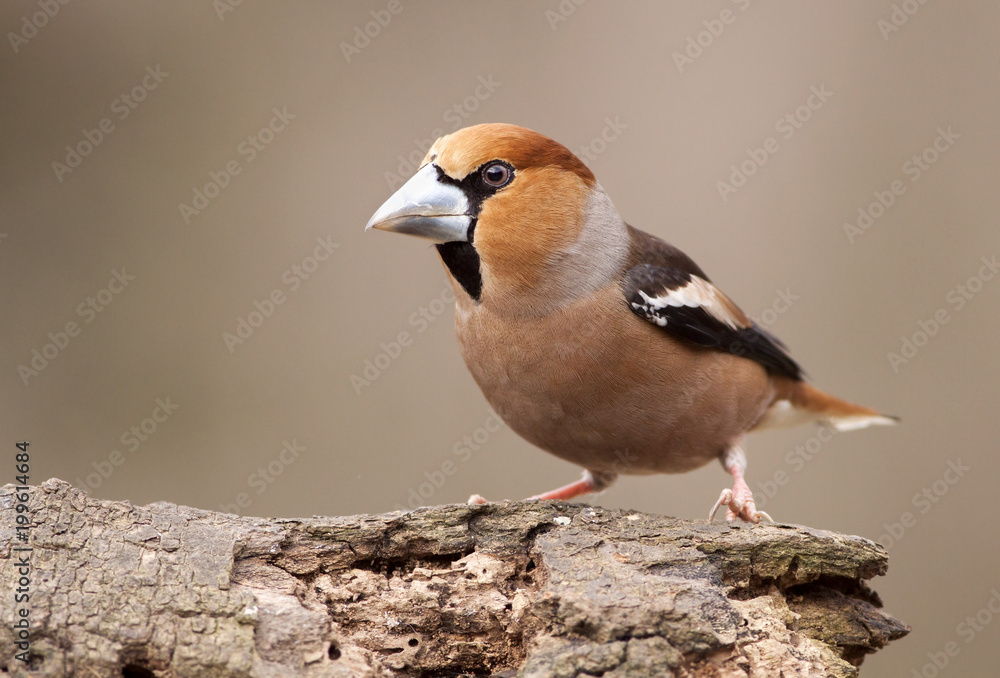 Fototapeta premium Cute finch bird sitting on a branch in spring